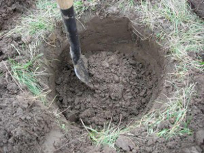 آموزش کشت نهال گردو در چاله